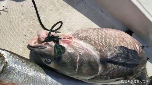 青鱼视频国产盛宴,青鱼视频带你领略中国美食魅力