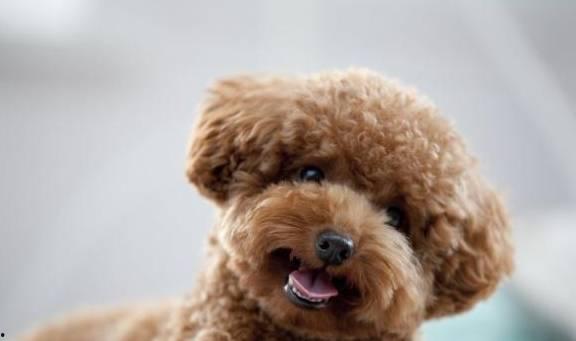 国产综合泰迪视频在线,萌宠乐园，欢乐无限